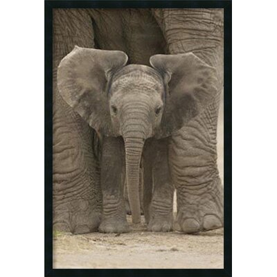 Amanti Art Big Ears Baby Elephant Framed Print