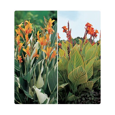 Variegated Canna Collection (3 Bulbs Per Bag)