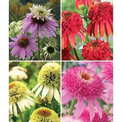 Double Coneflower Collection (4 Bulbs Per Bag)